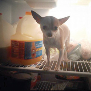 Nina is an adventurous Chihuahua and the “caramel baby” of OutSmart reader Morena Roas. 
